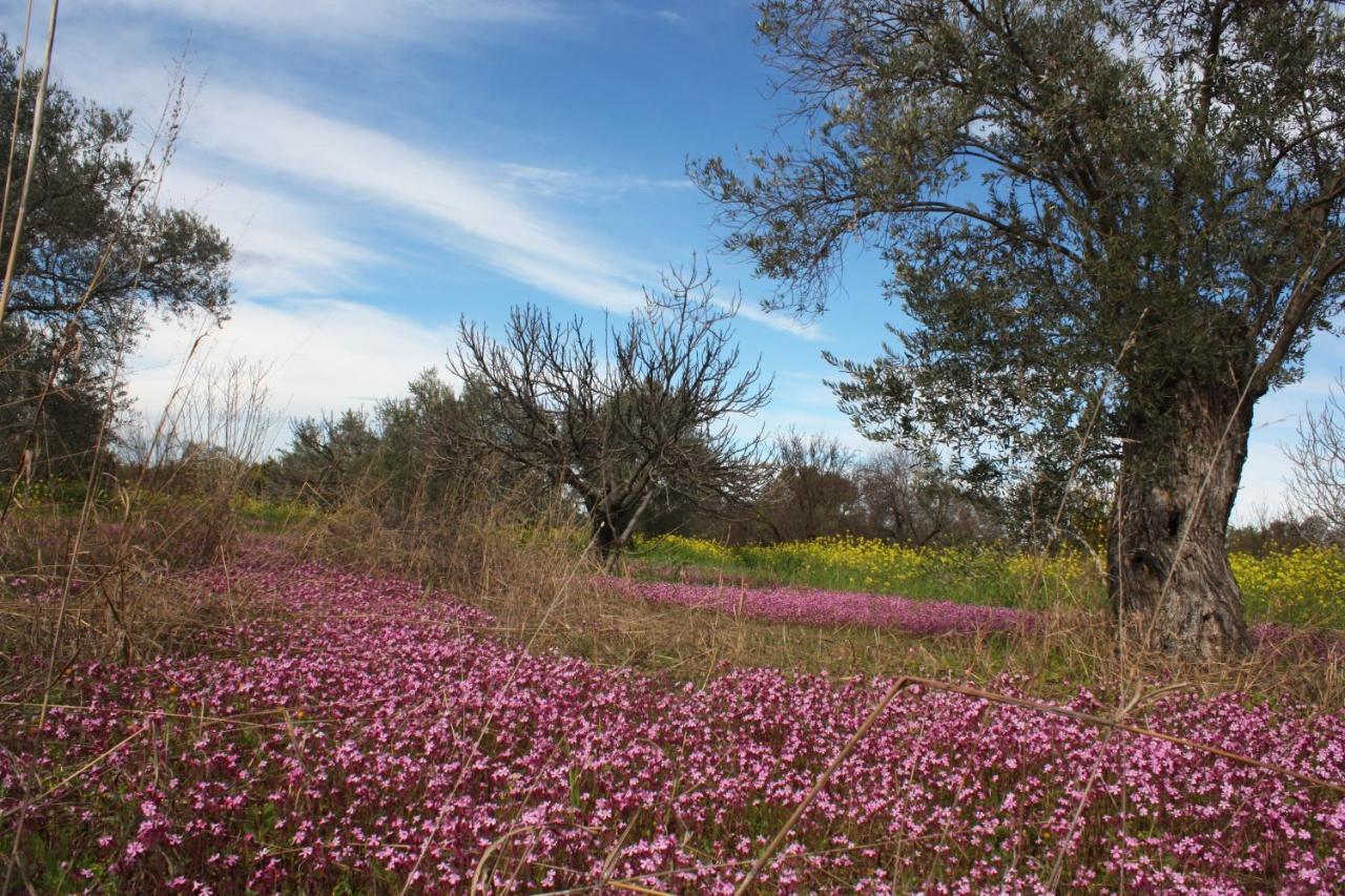 Aperanti Agrotourism Bed & Breakfast Pera Orinis Dış mekan fotoğraf